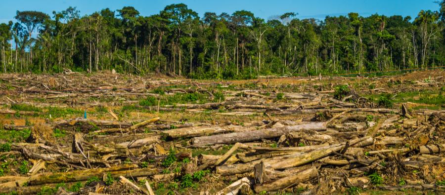 deforestacion