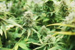 Marihuana-vs-alcohol-cual-es-la-peor-droga