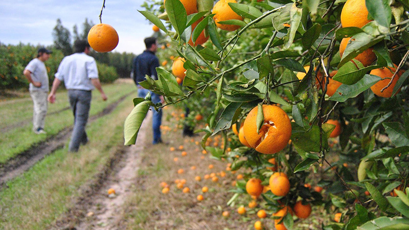 citricos
