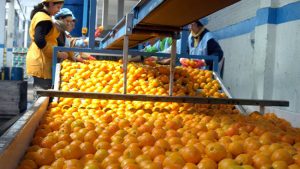 citrus