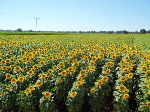 girasol