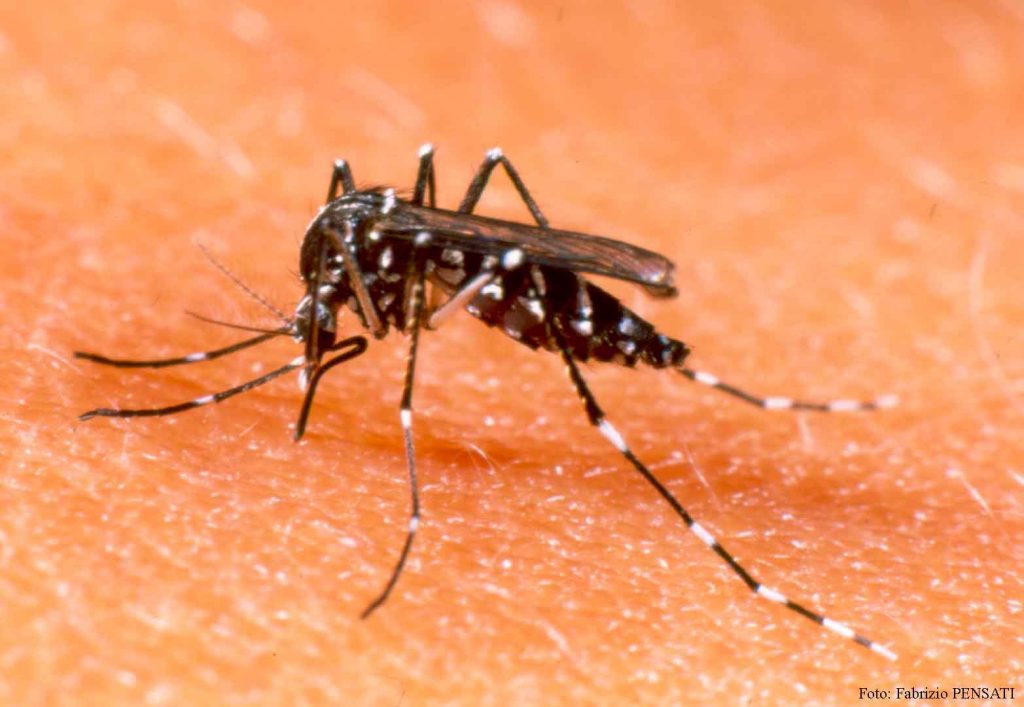 mosquito-dengue-grande-2