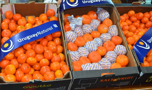 citrus-uruguay2
