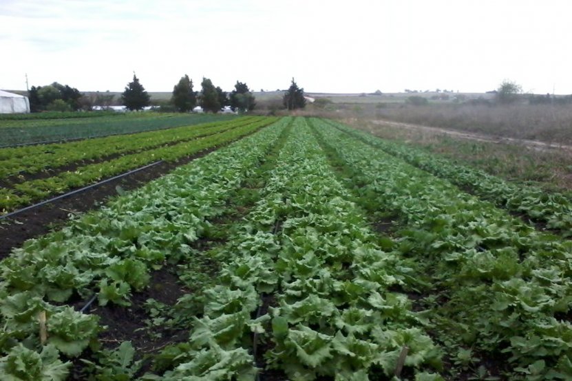 horticultura
