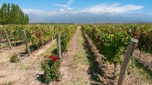 vinedo