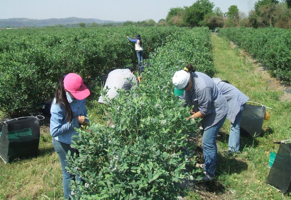 arandanos