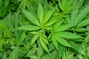 marihuana