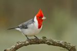 Realizan tareas de conservación de cardenales en una reserva natural de Chajarí
