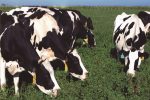 El Gobierno nacional derogó la prohibición de exportar ganado vacuno en pie