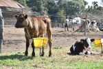 Impulsan al sector lechero de Salto Grande con aportes no reembolsables