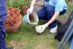 Recuerdan la necesidad de quitar recipientes que representen posibles criaderos de mosquitos