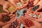 3° Feria de Intercambio de Semillas Nativas y Criollas en Paraná