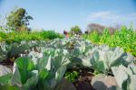 Paraná inauguró una despensa de productos agroecológicos en el Parque Gazzano