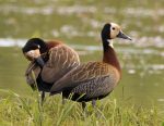 Crearon un calendario para desalentar la caza de especies autóctonas