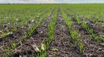 Entre Ríos dispuso la emergencia agropecuaria