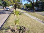 Concepción del Uruguay ya lleva plantados 1325 árboles
