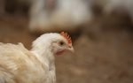 Argentina libre de Influenza Aviar