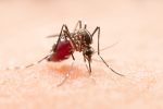 El COFESA acordó acciones para reforzar la contención del brote de dengue