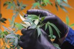 Salud amplió a 3 años la autorización que otorga el REPROCANN para el cultivo de cannabis