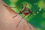 El COES emitió un documento con recomendaciones para prevenir la transmisión del dengue