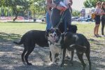 Las mascotas celebraron su día en la Costanera Baja