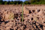 Relevamiento de buenas prácticas para el manejo sostenible de tierras