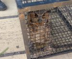 Liberaron un ñacurutú en la reserva del Parque General San Martín