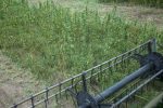 Bahillo recibió a representantes de Industrial Hemp Solutions para potenciar el cáñamo
