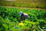 Tramitan la matricula para la cooperativa de alimentos agroecológicos Tierra de Vida