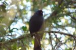Declararon monumentos naturales a especies de aves y mamíferos autóctonos de Entre Ríos
