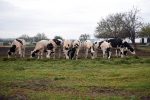 Lanzan medidas de evacuación de la hacienda frente a la crecida del Paraná