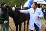 Concordia entregó en adopción equinos rescatados y recuperados