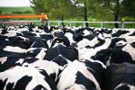 Día Mundial de las Zoonosis