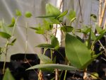 Oro Verde cuenta con un vivero de plantas nativas