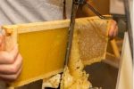 Capacitación para Inspectores Sanitarios Apícolas
