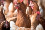 El maíz representa uno de los insumos vitales para la producción animal en Entre Ríos