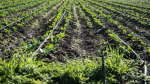 Paraná acompaña la producción y el trabajo local en el Parque Hortícola