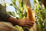 Entre Ríos recibirá en septiembre al Congreso Internacional de Maíz