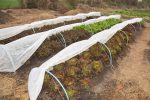 Huerteros de Oro Verde realizarán una nueva venta de verduras y hortalizas agroecológicas