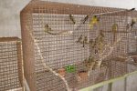 Se concretó un procedimiento de rescate de aves silvestres nativas