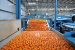 Establecieron nuevas normativas para mejorar la calidad y comercialización de frutas en Argentina