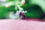 Salud avanza en estrategias para prevenir el dengue