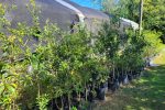 Concepción del Uruguay plantará árboles nativos por el Día Nacional de la Memoria por la Verdad y la Justicia
