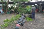 Decomisaron 324 plantas cítricas sin documentación en Entre Ríos