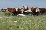 Entre Ríos se presentará en Expoagro con un espacio propio