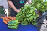 Especial de verdura paranaense en La Feria en tu Barrio