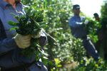 Eliminan las restricciones a la plantación de yerba mate