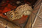 Rescataron en Santa Elena un gato montes sudamericano
